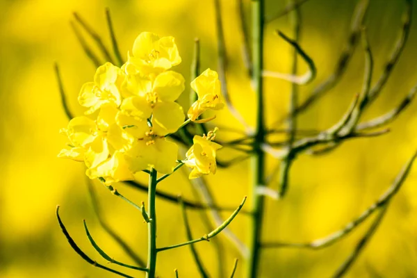 Verkrachting veld lente achtergrond — Stockfoto