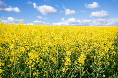 Tecavüz alanı bahar geçmişi
