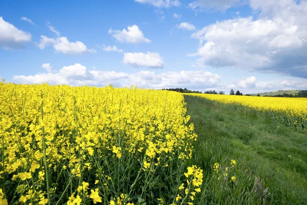 Campo di colza primavera sfondo — Foto Stock