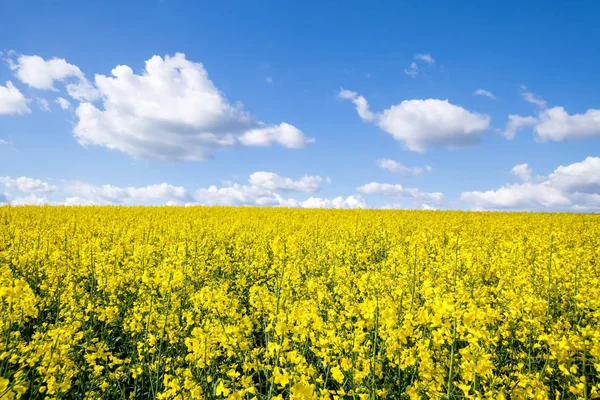 Campo di colza primavera sfondo — Foto Stock