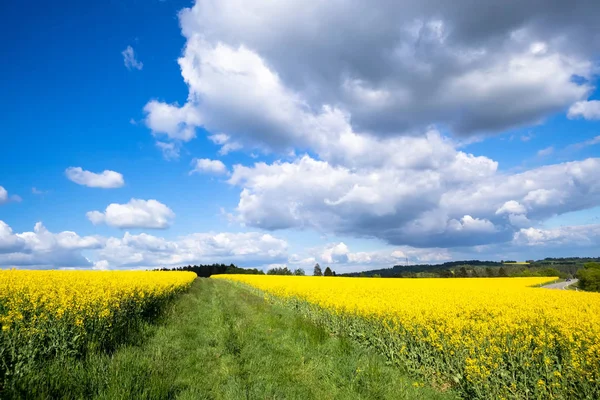 Campo de estupro primavera fundo — Fotografia de Stock