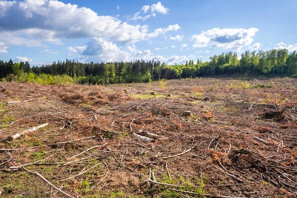 Gerodeter Wald Outdoor-Landschaft Süddeutschland — Stockfoto