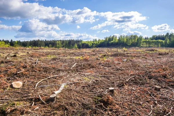 Gerodeter Wald Outdoor-Landschaft Süddeutschland — Stockfoto