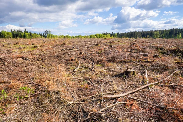 Vyčistit lesní venkovní scenérie jižní Německo — Stock fotografie