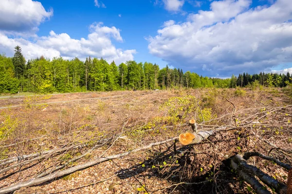 Gerodeter Wald Outdoor-Landschaft Süddeutschland — Stockfoto