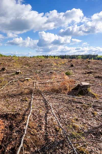 Ontruimd bos openlucht landschap Zuid-Duitsland — Stockfoto