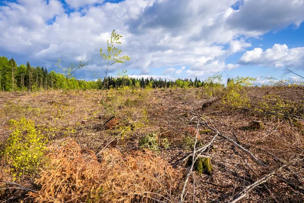 Ontruimd bos openlucht landschap Zuid-Duitsland — Stockfoto