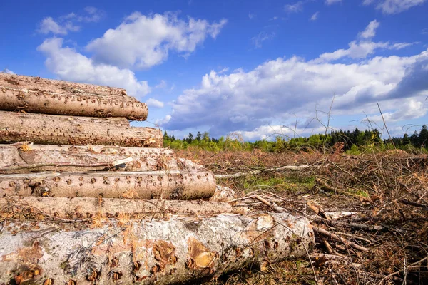 Cleared forest outdoor scenery south Germany — Stock Image Cleared forest outdoor scenery south Germany Stock Picture