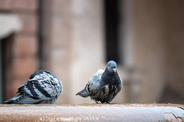 井戸の鳩 — ストック写真