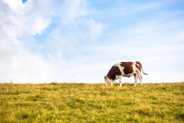Lonely cow in the meadow — Stock Photo, Image