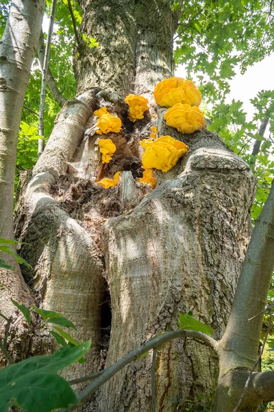 Laetiporus sulphureus кронштейн гриб — стокове фото