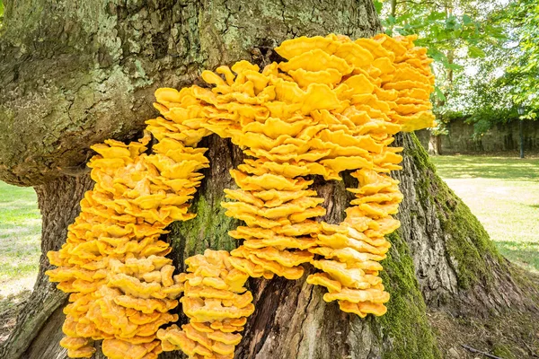 Laetiporus sulphureus beugel schimmel — Stockfoto