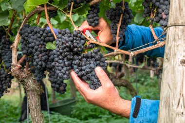 bir bağ kırmızı üzüm hasat