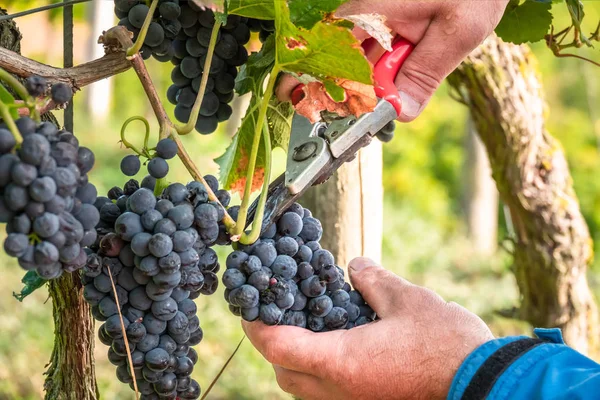 Uma vinha colheita de uvas vermelhas — Fotografia de Stock