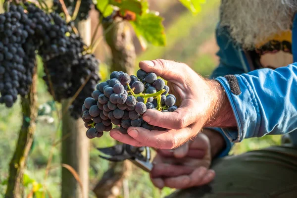Uma vinha colheita de uvas vermelhas — Fotografia de Stock