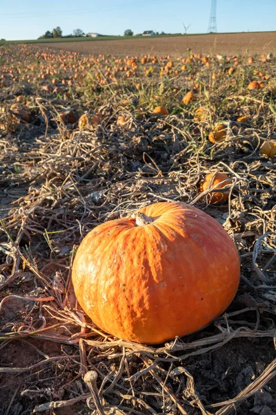 Campo tipico della zucca — Foto Stock