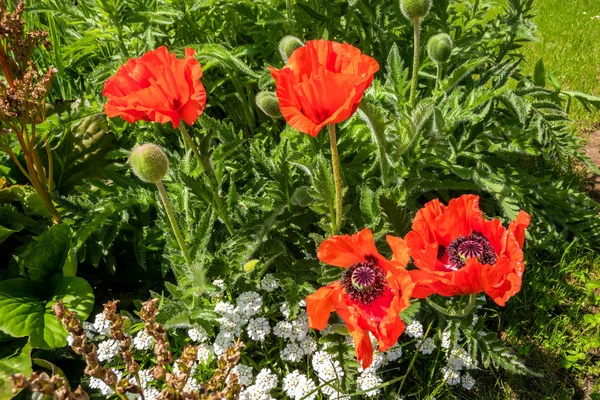 Bahçede kırmızı gelincikler — Stok fotoğraf