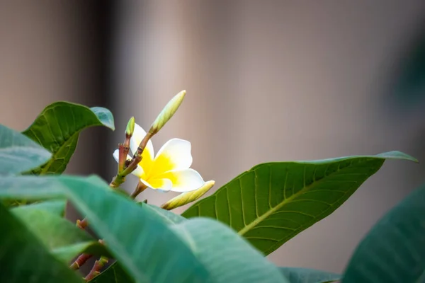 Flor branca de Frangipani — Fotografia de Stock