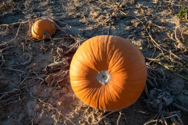 balkabağı tipik alan