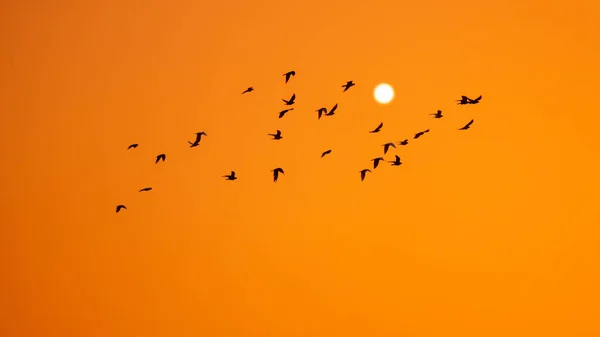 オレンジ色の夕日の空に鳥が群がる — ストック写真