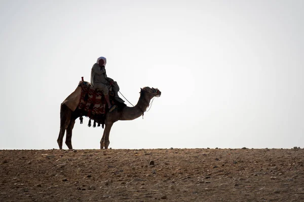 사막 카이로 이집트에서 낙타 타고 — 스톡 사진