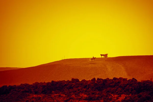 Paseo a caballo en el desierto El Cairo Egipto —  Fotos de Stock