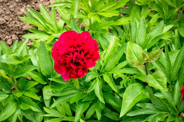 Цветок красного пиона в саду — стоковое фото