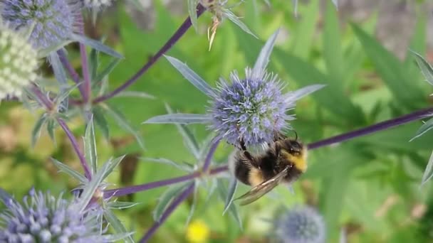 gros plan de bourdon assis de la plante à l'extérieur  