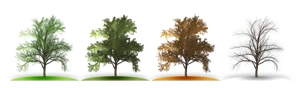 Strom ve čtyřech ročních obdobích — Stock fotografie