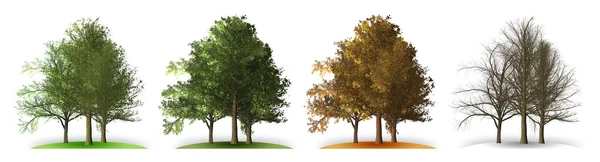 Árvore em quatro estações — Fotografia de Stock