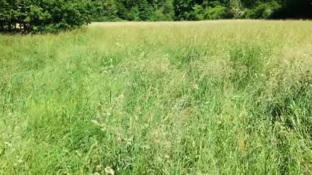 Vuelo Lento Sobre Exuberante Prado Verano — Vídeo de stock