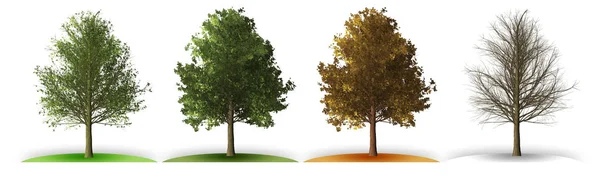 四季のツリー — ストック写真