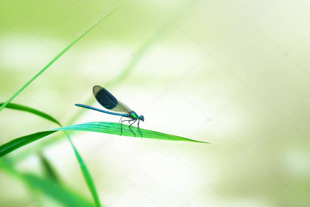 beautiful dragonfly insect with space for your content