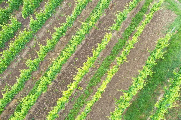 Kaiserstuhl Almanya'da havadan görünümü bağ manzarası — Stok fotoğraf