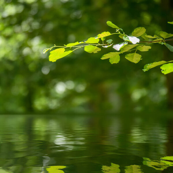 green branch reflecting in the water