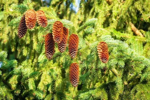 Tannenzapfen auf dem Baum — Stockfoto