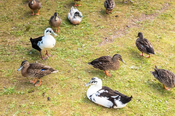 ニュージーランドの野生のアヒルのグループ — ストック写真