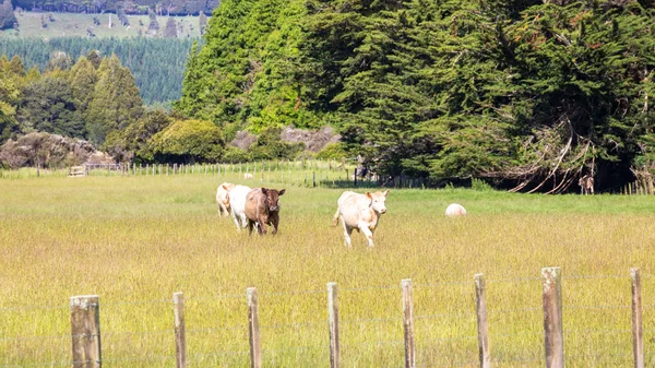 Algumas vacas no prado — Fotografia de Stock