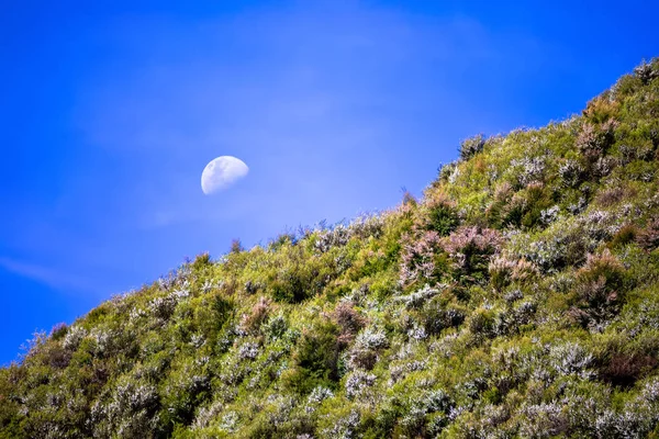 Měsíc nad vřesem — Stock fotografie