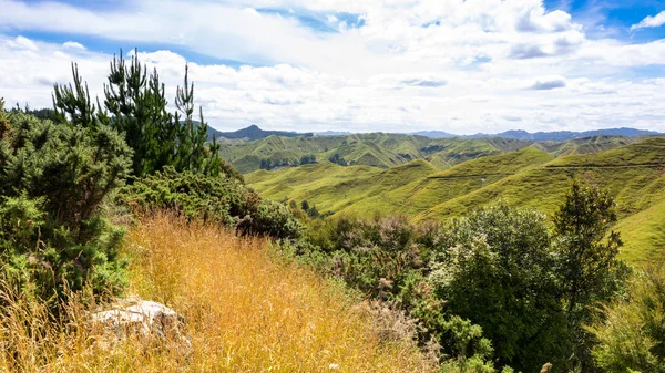 Paisaje rural típico de Nueva Zelanda — Foto de Stock