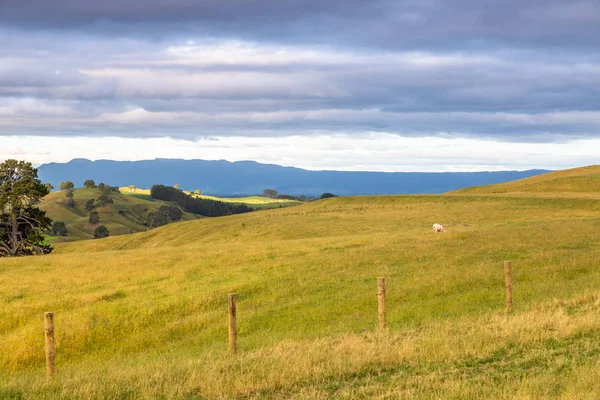 Sonnenuntergang Landschaft Neuseeland Nordinsel — Stockfoto