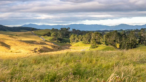 Sunset landscape New Zealand north island — Stock Photo, Image