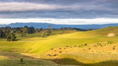 inekler ile gün batımı manzara