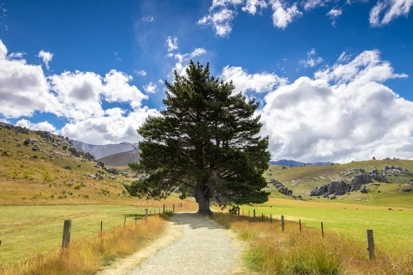 Big tree landschap Nieuw-Zeeland Zuidereiland — Stockfoto