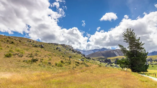 Grande albero paesaggio Nuova Zelanda isola meridionale — Foto Stock