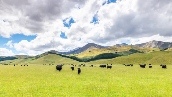 Paysage luxuriant avec des vaches — Photo