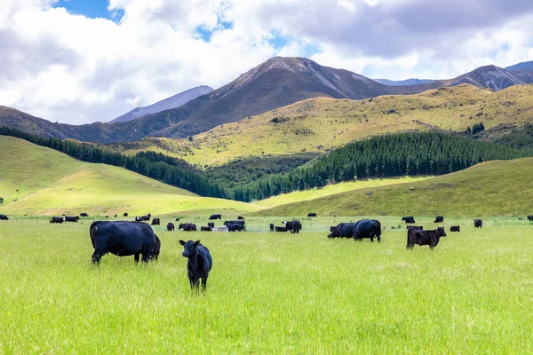 Üppige Landschaft mit Kühen — Stockfoto