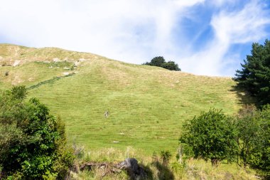 Yeni Zelanda 'da tipik kırsal peyzaj