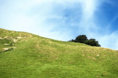 Yeni Zelanda 'da tipik kırsal peyzaj