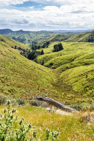 Paisaje rural típico de Nueva Zelanda — Foto de Stock